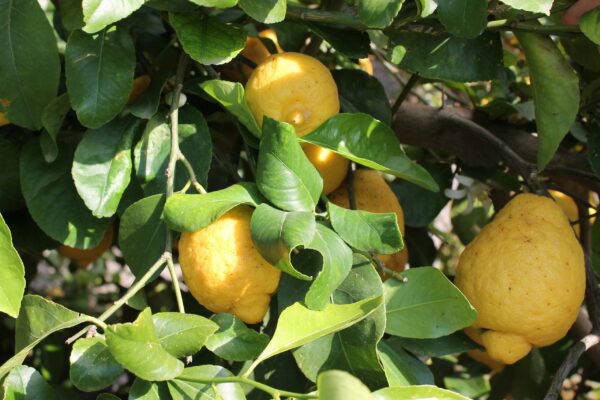 Limoni di Sicilia