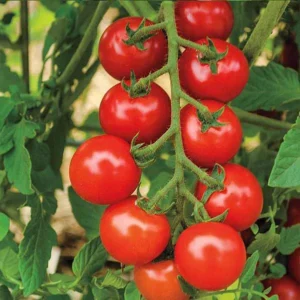 Pomodoro ciliegino € 3,00 al Kg
