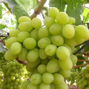 Uva bianca € 4,5 al kg