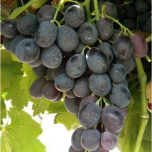Uva rossa  € 4,5 al kg.
