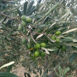 Olio d' Oliva Nocellara del Belice